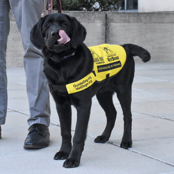 A guide dog listens obediently while training with other guide dogs and handlers