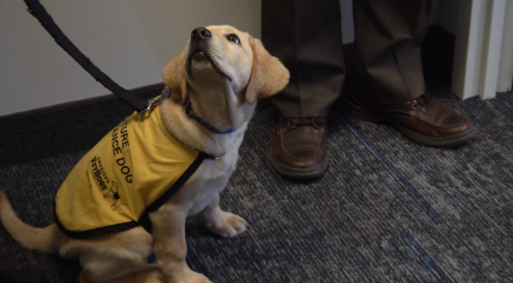 SPA Sponsors Future Assistance Dogs from Guide Dog Foundation and America’s VetDogs