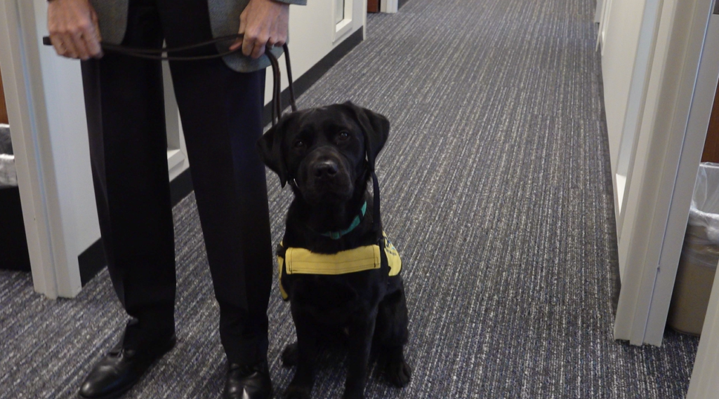 A guide dog sits obediently while training with other guide dogs and handlers