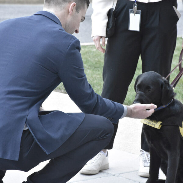 A guide dog sits obediently and sniffs a stranger's hand while training with other guide dogs and handlers