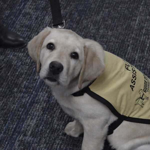 A guide dog sits obediently while training with other guide dogs and handlers