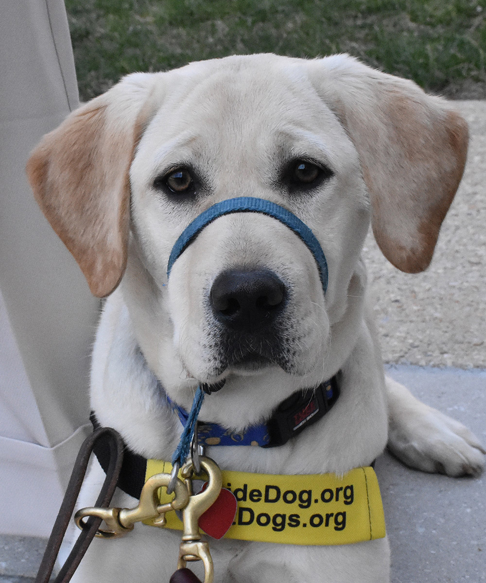 A guide dog lays down obediently during a training with other guide dogs and handlers