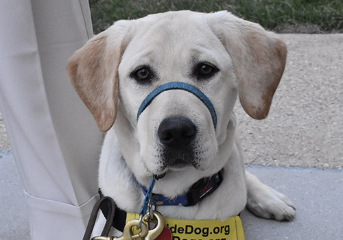 A guide dog lays down obediently during a training with other guide dogs and handlers