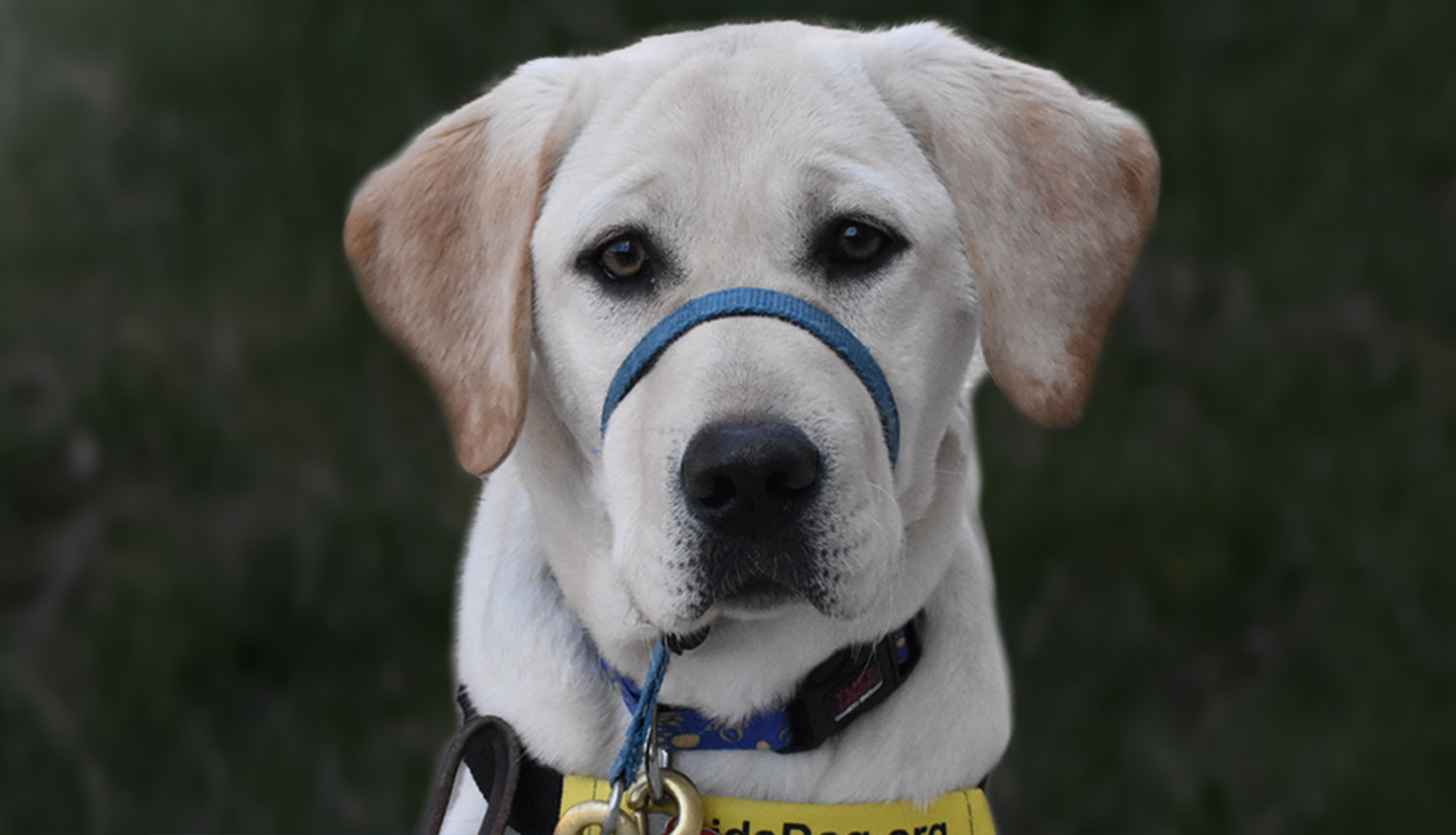 Paws with Purpose: How SPA’s Puppy Fleet Supports Veterans from the Ground Up