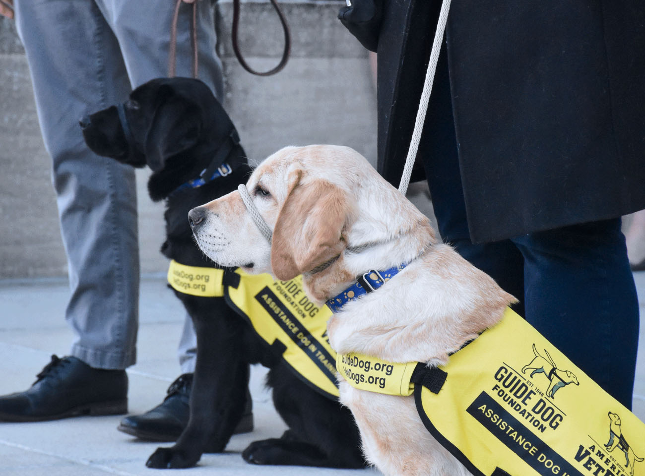 puppy_fleet_carousel_2